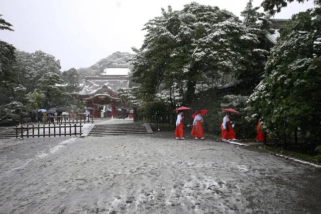 Shrine maidens walk in the snow at the Tsurugaoka Hachimangu Shrine in Kamakura, near Tokyo, Thursday, November 24, 2016. (Photo by Shizuo Kambayashi/AP Photo)