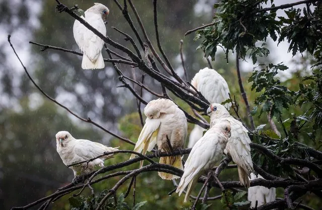 Australian native birds called Cockatoos rest in a tree as rain continues to fall on March 23, 2021 in the western Sydney suburb of Windsor, Australia. Evacuation warnings are in place for parts of Western Sydney as floodwaters continue to rise. (Photo by David Gray/Getty Images)