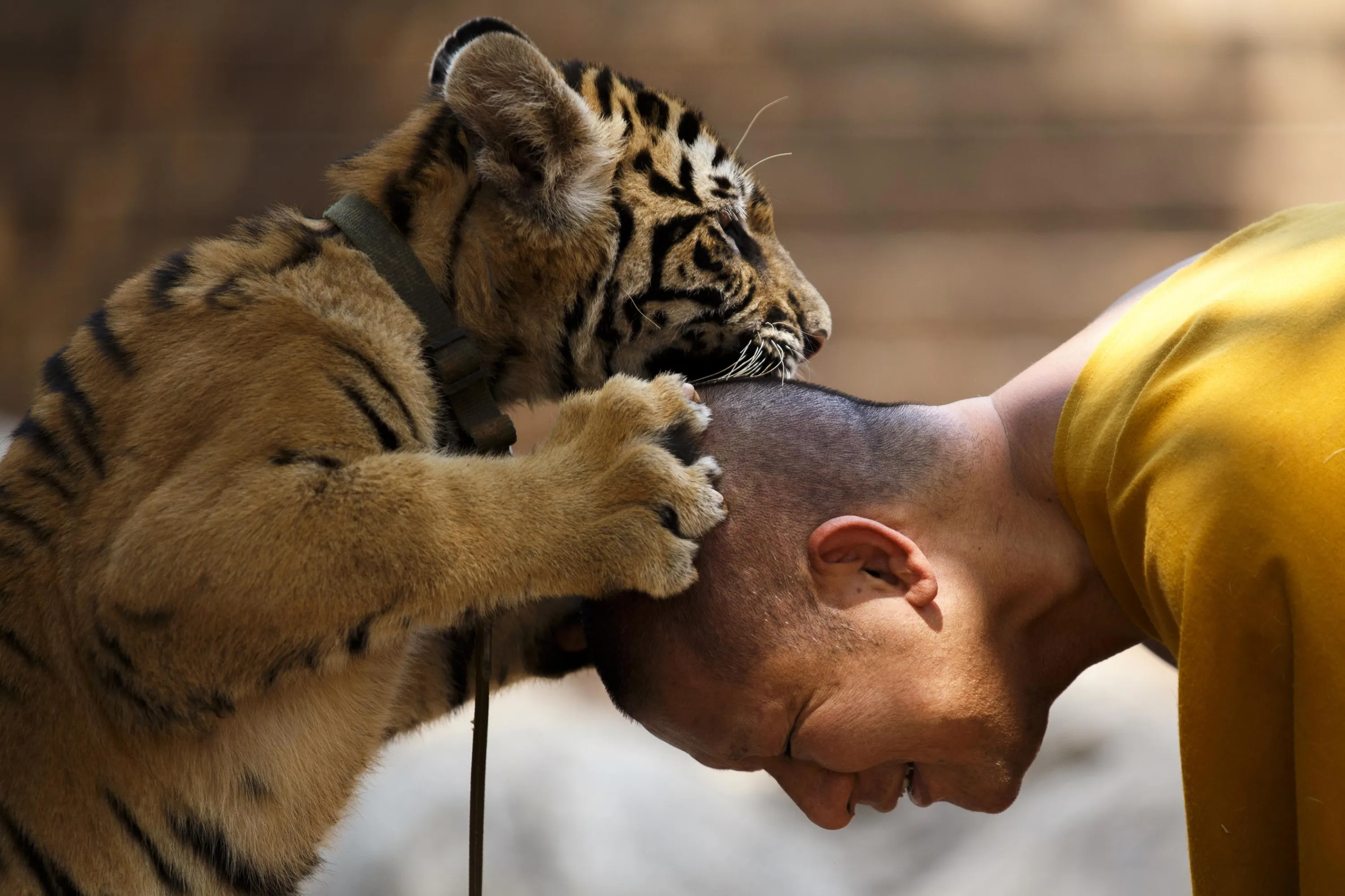 Включи тигриные истории. Тигриный монастырь Таиланд. Тигры в Тайланде. Таиландский тигр. Человек и животное.