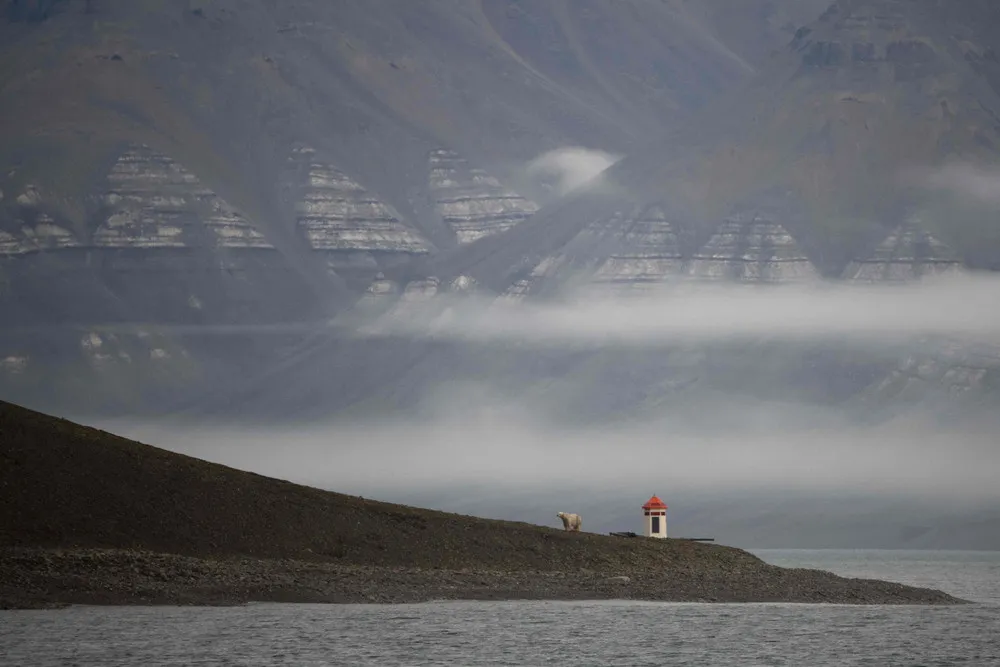 Animals in a Landscape