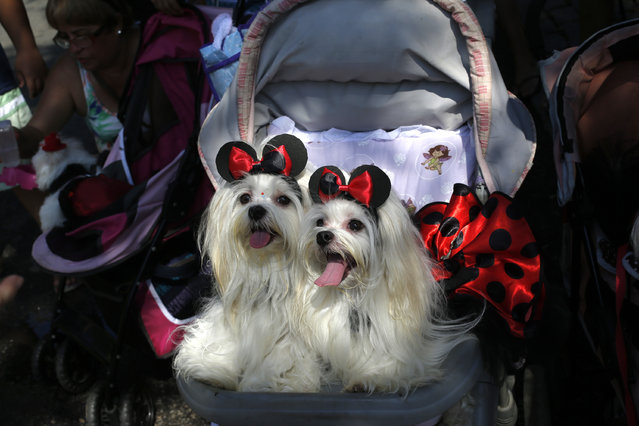 Dogs dressed for carnival are seen during the “Blocao” dog carnival parade in Rio de Janeiro, Brazil, Saturday, February 14, 2015. (Photo by Silvia Izquierdo/AP Photo)