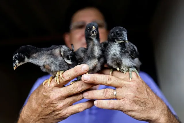 Agronomist Rubens Braz holds chicks of Giant Indian Urubu at the Avicultura Gigante, which breeds giant roosters for small-scale meat production and ornamental purposes, in Formosa, Goias State, Brazil on September 1, 2023. (Photo by Ueslei Marcelino/Reuters)