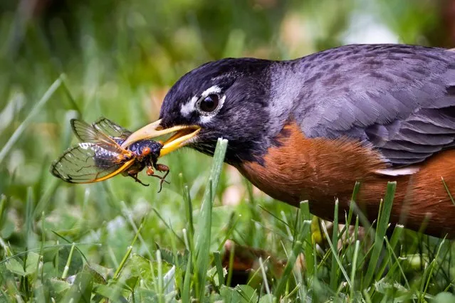 An American Robin chomps down a newly-emerged Brood X periodical cicada in Washington, DC, USA, 17 May 2021. After molting, the cicada's body dries and darkens then the 17-year-old bug looks for a mate. Trillions of Brood X cicadas are emerging in the Mid-Atlantic region of the US. (Photo by Jim Lo Scalzo/EPA/EFE)