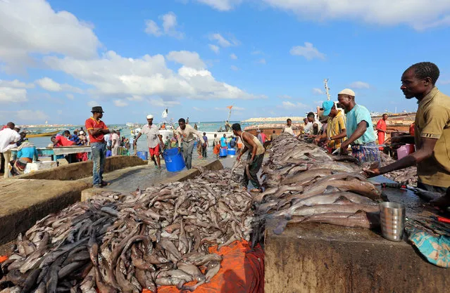 Fishermen prepare fish from their vessels on the shores of the Gulf of Aden in the city of Bosasso, northern Somalia's breakaway Puntland region December 17, 2016. (Photo by Feisal Omar/Reuters)