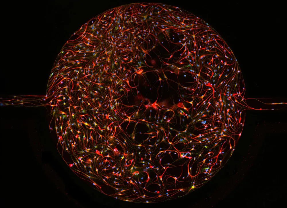 Nikon Small World Photomicrography Competition 2013