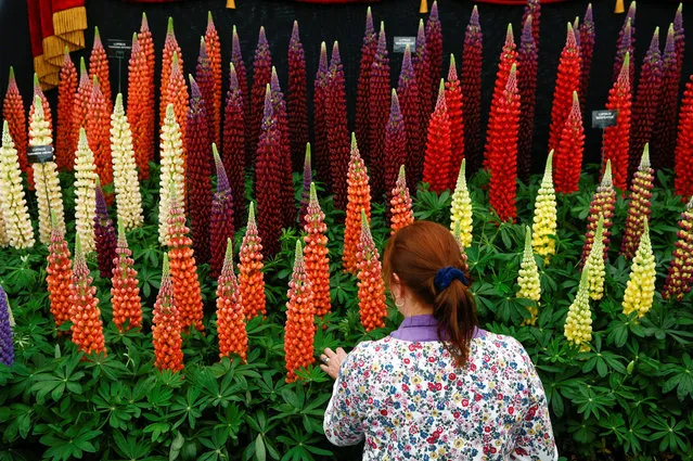 A worker arranges flowers during the final day of preparations for the RHS Chelsea Flower Show in London, Britain on May 19, 2019. (Photo by Henry Nicholls/Reuters)