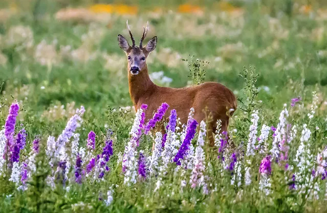 A roe buck deer walks past some lupins near Overton in Hampshire, UK on Wednesday,  July 5, 2023. (Photo by Deborah Heath/Picture Exclusive)