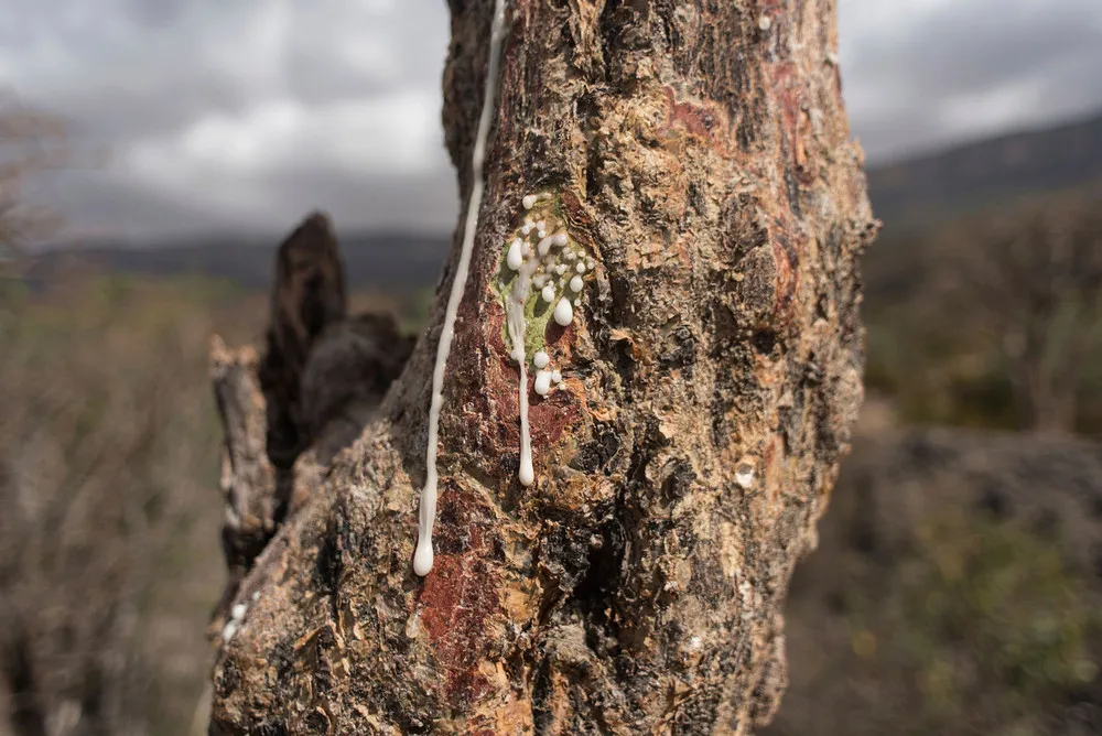 World’s Last Wild Frankincense Forests