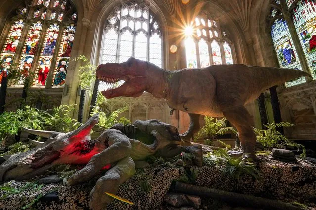 The Natural History Museum's touring exhibition, “T Rex: The Killer Question” at Peterborough Cathedral in  United Kingdom on Monday, July 18, 2022. (Photo by Jacob King/PA Images via Getty Images)