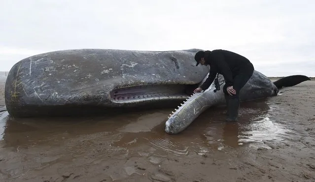 A man looks at the carcass of a Sperm whale on the beach in Hunstanton, Britain February 5, 2016. A sixth sperm whale died on a British beach on Thursday, the latest of two dozen of the bus-length mammals to wash ashore and perish in shallow waters on the coastline of Europe's North Sea. (Photo by Alan Walter/Reuters)