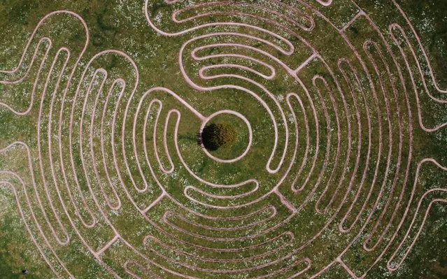 Daisies are seen at Willen lake maze in Milton Keynes, Britain, May 12, 2021. Picture taken with a drone. (Photo by Matthew Childs/Reuters)