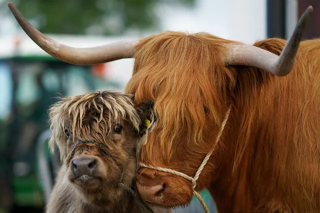 A Highland calf stands with its mother on the third day of the 162nd Great Yorkshire Show on July 15, 2021 in Harrogate, England. The Great Yorkshire Show, one of the country's largest agricultural events, was cancelled last year due to the Covid-19 pandemic. The Great Yorkshire Show is held this year over four days, running from Tuesday 13 to Friday 16 July. This year capacity has been limited to a maximum of 26,000 people a day to minimise any potential crowding and to ensure social distancing can be maintained throughout the site. The Great Yorkshire Show is England’s premier agricultural event and is organised by the Yorkshire Agricultural Society. (Photo by Ian Forsyth/Getty Images)