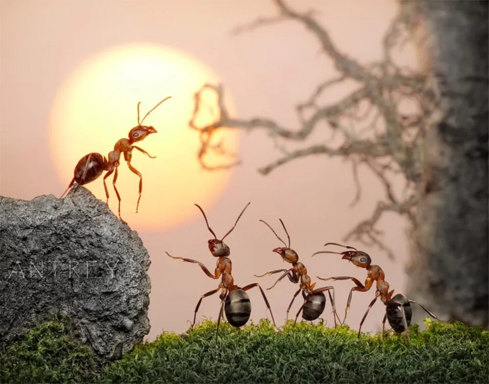Natural Ant Photography by Andrey Pavlov Part 2