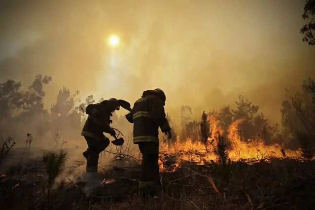 Firefighters dig trenches in a effort to stop the advancement of a forest fire in Hualañe, a community in Concepcion, Chile, Wednesday, January 25, 2017. The worst forest fires in Chile's history were uncontrolled on Wednesday, killing a firefighter and two policemen caught in the flames as they tried to help families in rural communities, authorities said. (Photo by Alejandro Zoñez/Aton via AP Photo)