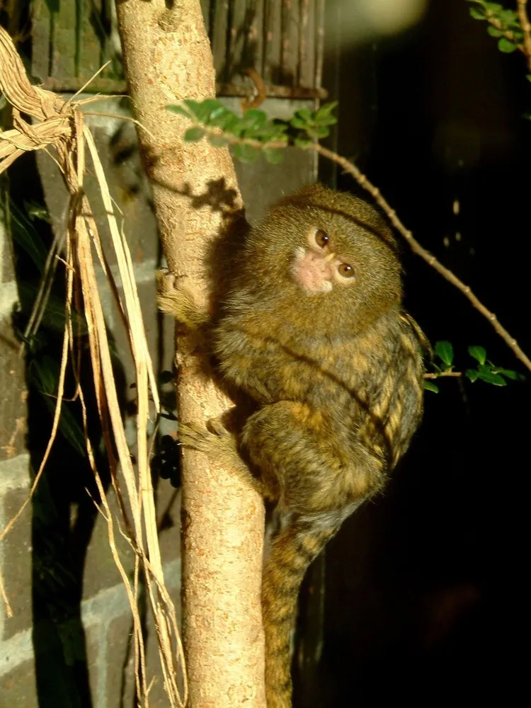 Pygmy Marmoset – the Smallest Monkey