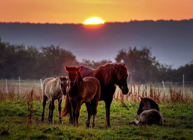 Icelandic horses stand on a meadow at a stud farm in Wehrheim near Frankfurt, Germany, as the sun rises on Monday, September 6, 2021. (Photo by Michael Probst/AP Photo)