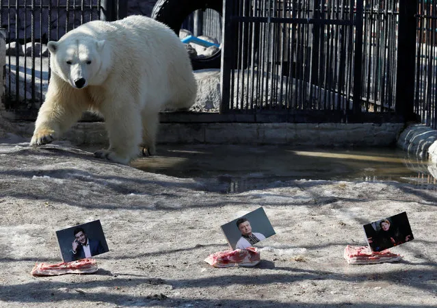 Aurora, a female polar bear, approaches photographs of candidates (R-L) Yulia Tymoshenko, Petro Poroshenko and Volodymyr Zelenskiy, which are attached to slabs of lard or pig fat, while attempting to predict the winner of the Ukrainian presidential election during an event at the Royev Ruchey Zoo in Krasnoyarsk, Russia March 28, 2019. (Photo by Ilya Naymushin/Reuters)