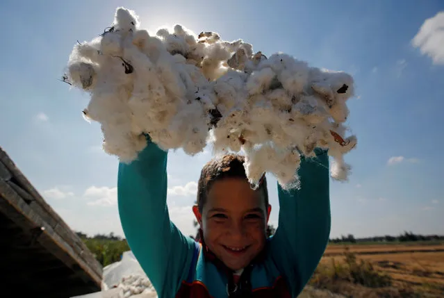A son of a farmer shows cotton in a field of San el-Hagar village, in the province of Al-Sharqia, Cairo, Egypt October 18, 2016. (Photo by Amr Abdallah Dalsh/Reuters)