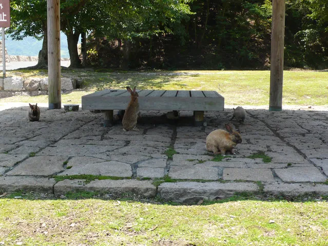 Rabbit Island in Japan