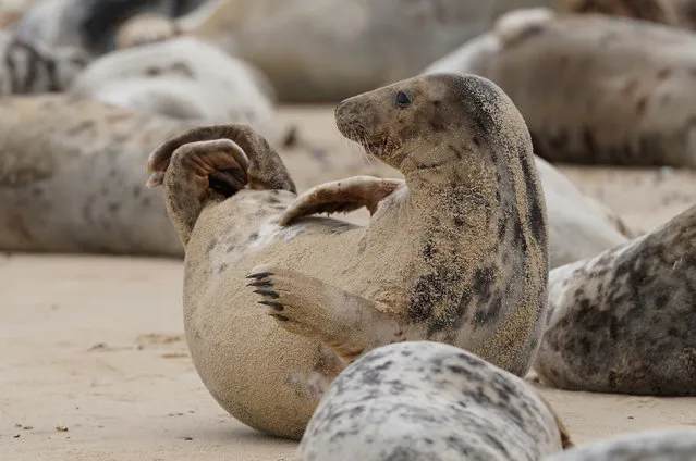 Some of the estimated 2,500 Atlantic grey seals on Horsey Beach in Norfolk, UK on Wednesday, February 28, 2024, where they gather every year to moult their worn out winter fur and grow new sleeker coats. The five-mile stretch of Norfolk coast has become an important breeding ground for the mammals, with over 3,500 pups being born there over winter. (Photo by Joe Giddens/PA Images via Getty Images)