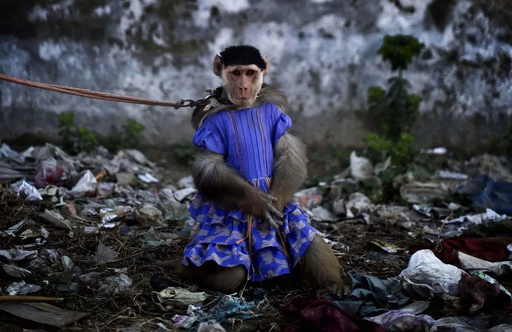 Monkey Business in Pakistan