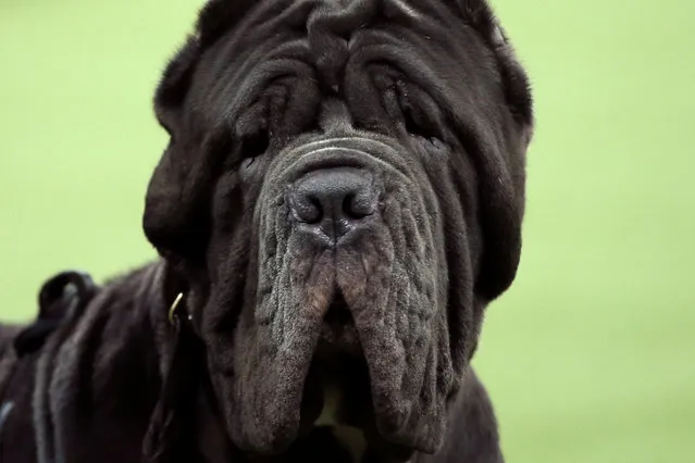 A Neapolitan Mastiff stands in the ring during judging in the Working Group at the 141st Westminster Kennel Club Dog Show at Madison Square Garden in New York City, U.S., February 14, 2017. (Photo by Mike Segar/Reuters)