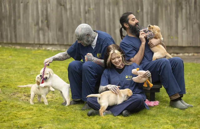 Four 8-week-old prospective guide dogs puppies enjoy playtime and socialisation with with (left to right) Keith, Suki and Ket as part of a campaign by Guide Dogs featuring people with beards, tattoos and piercings to help create a positive association and prevent future fearfulness, in Warwickshire, UK on Wednesday, March 13, 2024. (Photo by Fabio De Paola/PA Wire)