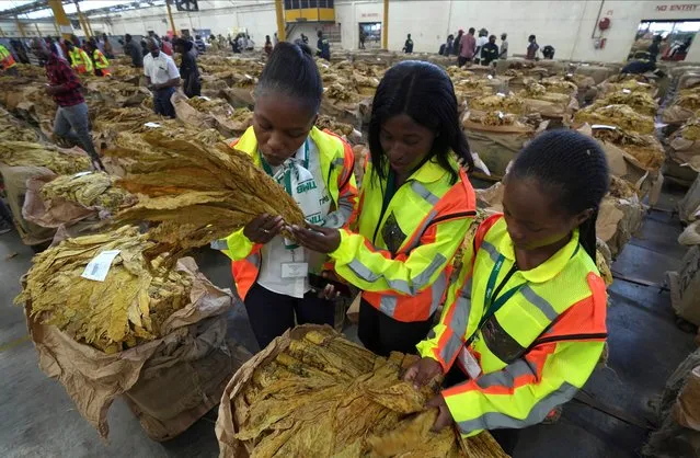 Workers at the tobacco auction floors inspect the crop during the opening of the tobacco selling season in Harare, Zimbabwe, Wednesday, March 13, 2024. Zimbabwe one of the worlds largest tobacco producers, on Wednesday opened its tobacco selling season. Officials and farmers said harvests and the quality of the crop declined due to a drought blamed on climate change and worsened by the El Niño weather phenomenon. (Photo by Tsvangirayi Mukwazhi/AP Photo)
