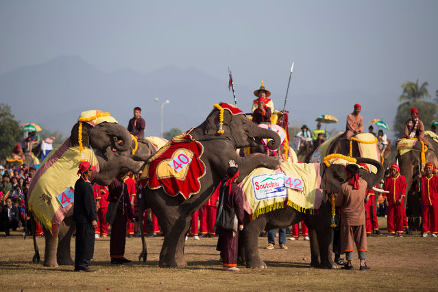 Elephants take part in a parade during Elephant Festival, which organisers say aims to raise awareness about the animals, in Sayaboury province, Laos February 18, 2017. (Photo by Phoonsab Thevongsa/Reuters)