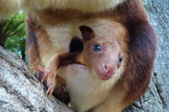 In this handout image provided by Taronga Zoo, an unnamed baby Goodfellows Tree Kangaroo joey is seen in it's mothers pouch on March 8, 2014 in Sydney, Australia. Taronga Zoo is celebrating the successful birth of its first Goodfellows Tree Kangaroo joey in more than 20 years. Zookeepers have only just begun seeing her peeking out from first-time mother, Qwikilas, pouch after she was born in September last year. (Photo by Taronga Zoo via Getty Images)