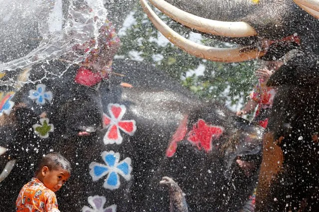 A boy is splashed by elephants with water during the celebration of the Songkran water festival in Thailand's Ayutthaya province, north of Bangkok, April 11, 2016. (Photo by Jorge Silva/Reuters)