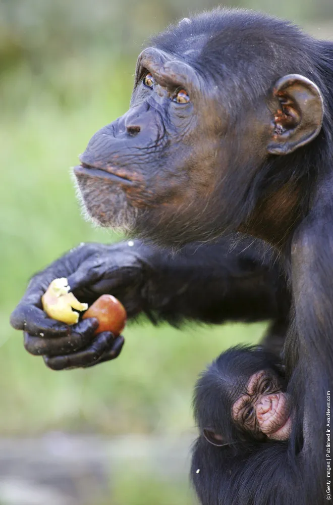 Chimpanzee: A Photo Session