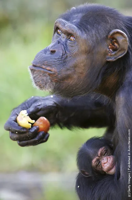 A new female baby chimpanzee is cradled by her mother Shiba as she is welcomed at Sydney's Taronga Zoo