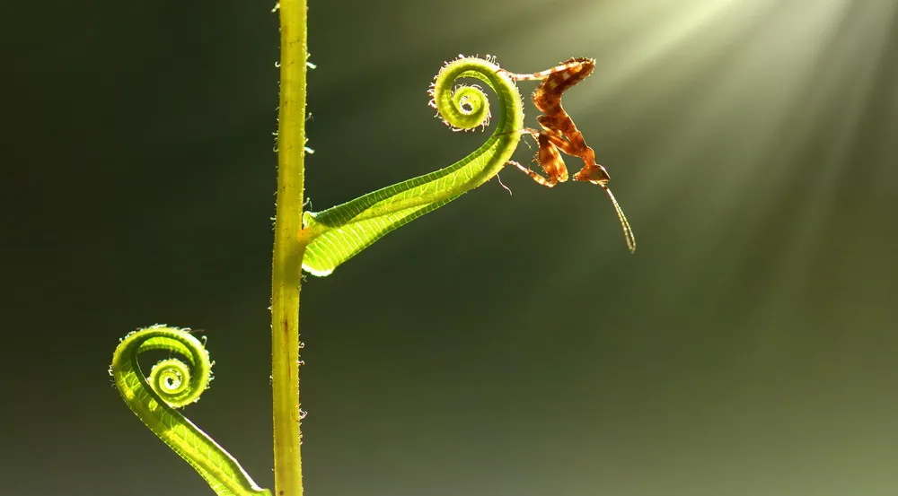 Nature Close Up by Fahmi Bhs