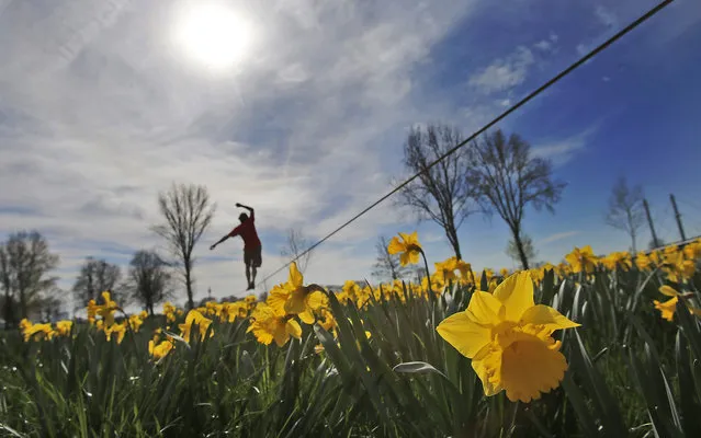 A slackline walker enjoys the sunny and warm weather in a park at the river Rhine bank in Duesseldorf, Germany, Thursday, March 20, 2014. The official start of spring came with temperatures over 20 degrees Celsius (68F) in Germany. (Photo by Frank Augstein/AP Photo)