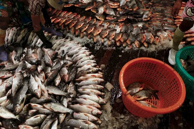 Fish are seen at San Pya fish market in Yangon, Myanmar February 15, 2016. (Photo by Soe Zeya Tun/Reuters)