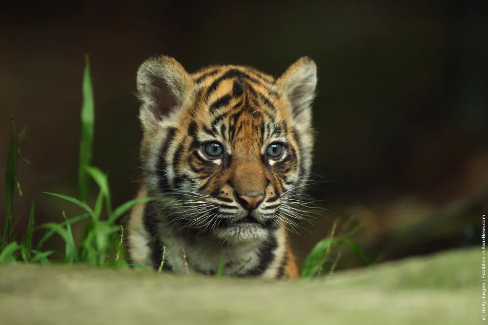 Tiger Triplets Debut At Taronga Zoo