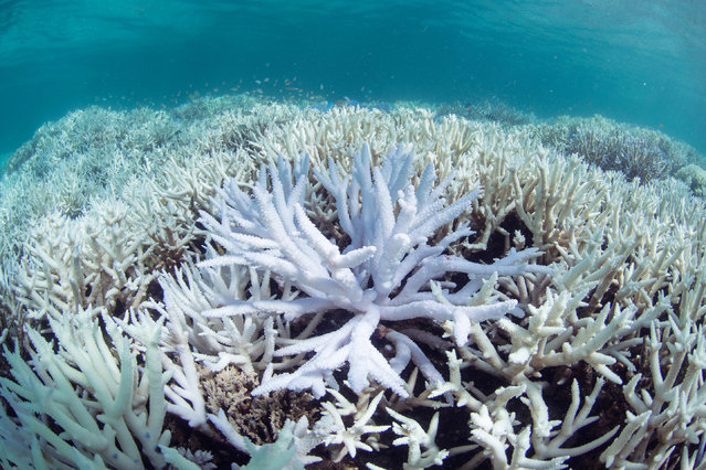 This March 2016 photo released by The Ocean Agency/XL Catlin Seaview Survey shows coral bleached white by heat stress in New Caledonia. (Photo by The Ocean Agency/XL Catlin Seaview Survey via AP Photo)