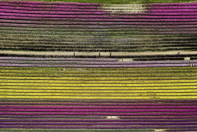 In this photo taken using a drone, people walk between rows of tulips at the Harrison Tulip Festival, in Agassiz, British Columbia, on Thursday, May 2, 2024. (Photo by Darryl Dyck/The Canadian Press via AP Photo)