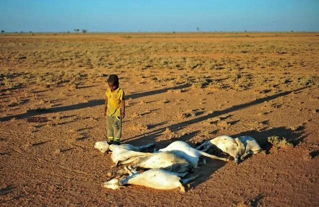A boy looks at a flock of dead goats in a dry land close to Dhahar in Puntland, northeastern Somalia, on December 15, 2016. Drought in the region has severely affected livestock for local herdsmen. (Photo by Mohamed Abdiwahab/AFP Photo)
