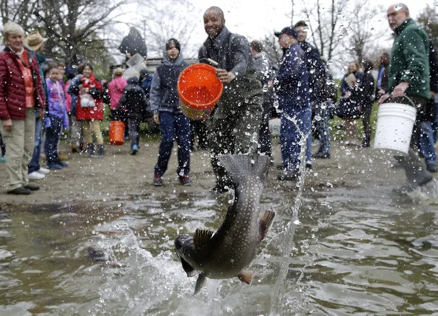 A trout splashes into Jamaica Pond, Wednesday, May 4, 2016, in Boston during the annual spring fish stocking event. (Photo by Elise Amendola/AP Photo)