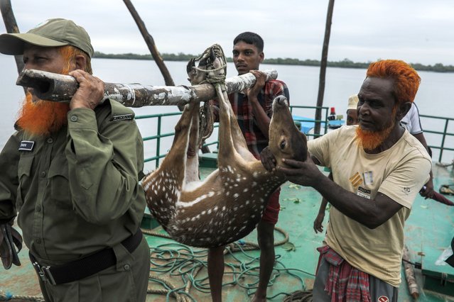 An injured pregnant deer is being transported by forest department officials as it is floated at the western outskirts of Sunderban amidst Cyclone Remal in Satkhira, Bangladesh, on May 28, 2024. (Photo by Anik Rahman/NurPhoto/Rex Features/Shutterstock)