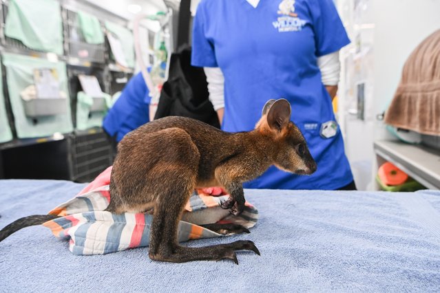 “Sprout”, a baby (joey) Swamp Wallaby whose mother was killed in a car accident where she survived by being thrown out of the pouch and onto the road on June 03, 2024 in Byron Bay, Australia. An all-species wildlife hospital reliant on donations and sponsorship is at risk of closure as a 70% increase in patients drives up costs. The Byron Bay Wildlife Hospital is the only multi-species wildlife hospital operating in the richly biodiverse north of the state of New South Wales in Australia. Opened in 2020, it operates 7 days a week and has treated almost 7000 sick, injured and orphaned native animals, including hundreds of threatened species patients. Custom-built inside a 22-wheel semi-trailer truck, the wildlife hospital can also be deployed to a natural disaster like a bushfire or flood to treat impacted wildlife. The registered charity's services are provided free of charge, and it receives no government funding. It is seeking tax-deductible donations and sponsorship to continue operating. (Photo by James D. Morgan/Getty Images)