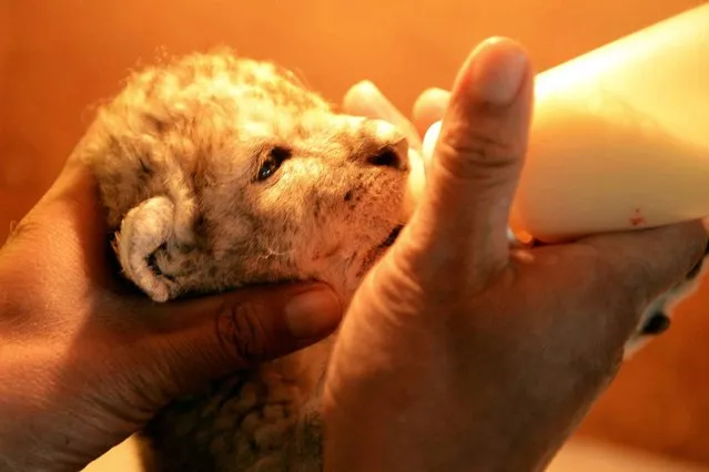 This picture taken on April 28, 2014 shows a new-born African lion cub sucking milk in Qingdao Forest Wildlife World in Qingdao, east China's Shandong province. Five new lion cubs were born last week at the wildlife park. (Photo by AFP Photo)