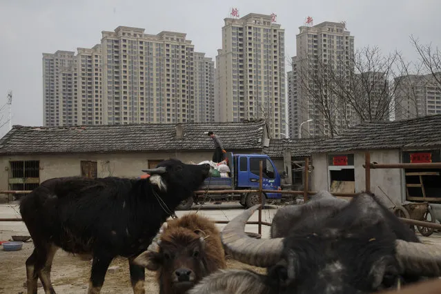 In this March 17, 2017 photo, a worker transports material on a truck at a Muslim-owned ranch in front of the newly built condominium complex where a controversial mosque is planned in Hefei in central China's Anhui province. On the dusty plains of the Chinese heartland, the bitter fight over the mosque illustrates how a surge in anti-Muslim sentiment online is spilling over into the real world. If left unchecked, scholars say, such attitudes risk inflaming simmering ethnic tensions that have in past erupted in bloodshed. (Photo by Gerry Shih/AP Photo)