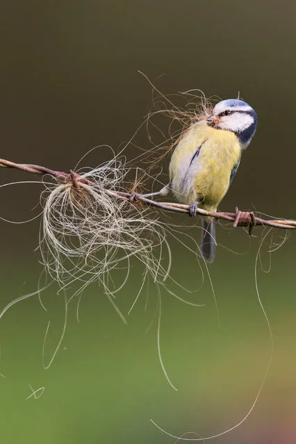 British seasons category winner. Seasonal Blue Tit (Blue Tit) series by Paul Sawer from Orford, Suffolk. (Photo by Paul Sawer/British Wildlife Photography Awards/PA Wire Press Association)
