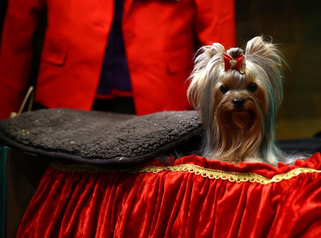 A Yorkshire Terrier attends on the fourth day at the Crufts dog show in Birmingham, Britain on March 12, 2023. (Photo by Molly Darlington/Reuters)