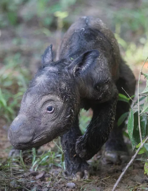 In this Thursday, May 12, 2016 photo released by International Rhino Foundation (IRF), a newly born Sumatran rhinoceros calf walks at the Sumatran Rhino Sanctuary in Way Kambas National Park, Indonesia. (Photo by Stephen Belcher/Canon/IRF/YABI via AP Photo)