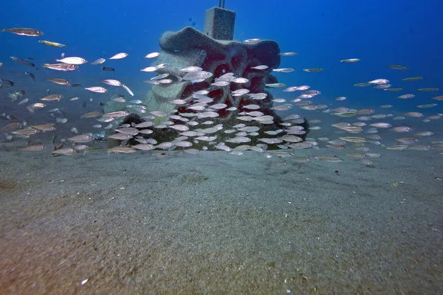 Young fish swim around a new 3D printed artificial reef, off the city of Le Cap d'Agde, southern France, on July 10, 2019. Around thirty 3D printed artificial reefs have been sunk ten kilometres off the coast, aimimg to preserve and develop biodiversity. (Photo by Boris Horvat/AFP Photo)