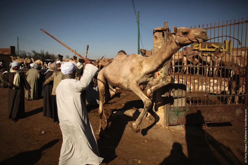 Thousands Of Camels Are Sold At Birqash Camel Market